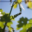 20080419114022